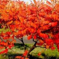 Саджанець Оцтове дерево (Сумах пухнастий) в контейнері